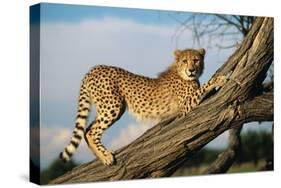 Cheetah Young Stretches on Tree Trunk-null-Stretched Canvas