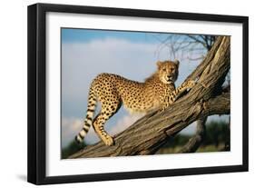 Cheetah Young Stretches on Tree Trunk-null-Framed Photographic Print