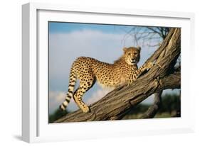 Cheetah Young Stretches on Tree Trunk-null-Framed Photographic Print