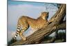 Cheetah Young Stretches on Tree Trunk-null-Mounted Photographic Print