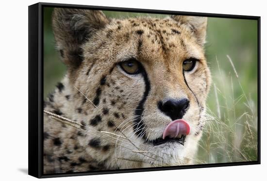 Cheetah-Linda Wright-Framed Stretched Canvas