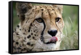 Cheetah-Linda Wright-Framed Stretched Canvas