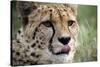 Cheetah-Linda Wright-Stretched Canvas