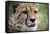 Cheetah-Linda Wright-Framed Stretched Canvas