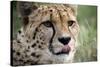 Cheetah-Linda Wright-Stretched Canvas