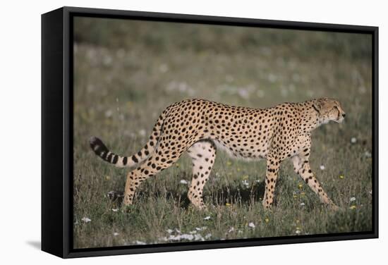 Cheetah-DLILLC-Framed Stretched Canvas