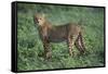 Cheetah-DLILLC-Framed Stretched Canvas