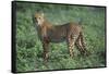 Cheetah-DLILLC-Framed Stretched Canvas