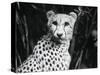 Cheetah-Henry Horenstein-Stretched Canvas