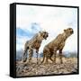 Cheetah-Gi0572-Framed Stretched Canvas