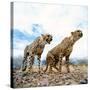 Cheetah-Gi0572-Stretched Canvas