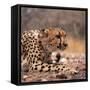 Cheetah-Gi0572-Framed Stretched Canvas