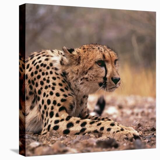 Cheetah-Gi0572-Stretched Canvas