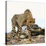 Cheetah-Gi0572-Stretched Canvas
