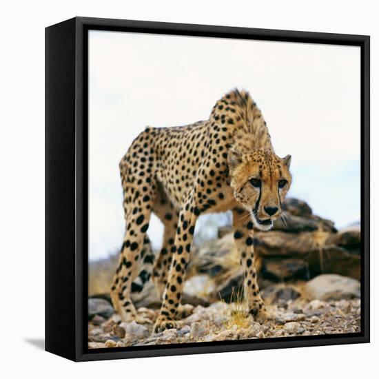 Cheetah-Gi0572-Framed Stretched Canvas