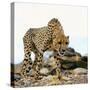 Cheetah-Gi0572-Stretched Canvas