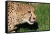 Cheetah-benshots-Framed Stretched Canvas