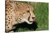 Cheetah-benshots-Stretched Canvas