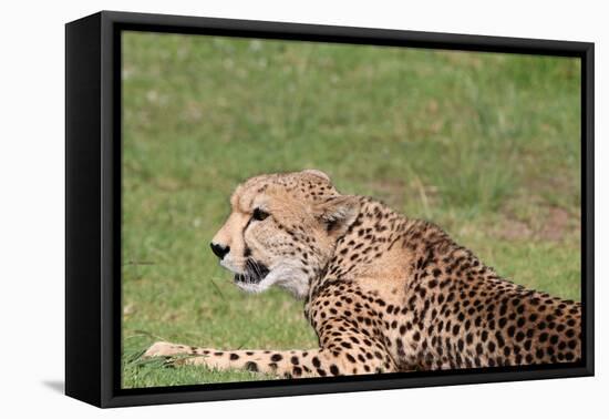 Cheetah-benshots-Framed Stretched Canvas