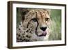 Cheetah-Linda Wright-Framed Photographic Print