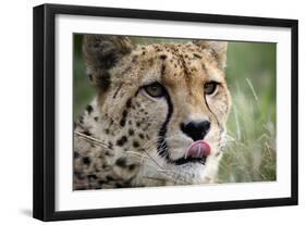 Cheetah-Linda Wright-Framed Photographic Print