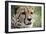 Cheetah-Linda Wright-Framed Photographic Print