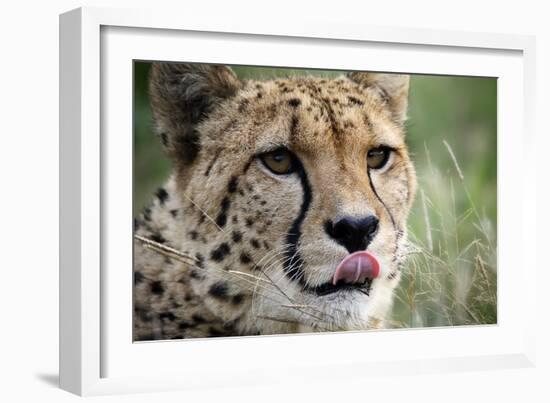 Cheetah-Linda Wright-Framed Photographic Print