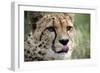 Cheetah-Linda Wright-Framed Photographic Print