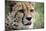 Cheetah-Linda Wright-Mounted Photographic Print