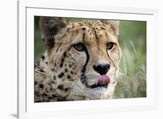 Cheetah-Linda Wright-Framed Photographic Print