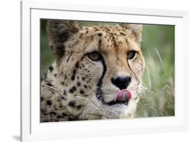 Cheetah-Linda Wright-Framed Photographic Print