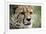 Cheetah-Linda Wright-Framed Photographic Print