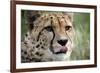 Cheetah-Linda Wright-Framed Photographic Print