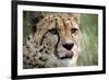 Cheetah-Linda Wright-Framed Photographic Print