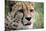 Cheetah-Linda Wright-Mounted Photographic Print