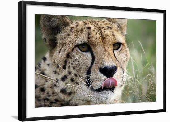 Cheetah-Linda Wright-Framed Photographic Print