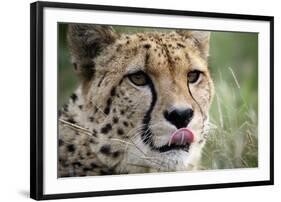 Cheetah-Linda Wright-Framed Photographic Print