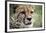 Cheetah-Linda Wright-Framed Photographic Print