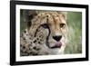 Cheetah-Linda Wright-Framed Photographic Print