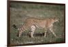 Cheetah-DLILLC-Framed Photographic Print