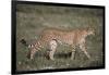 Cheetah-DLILLC-Framed Photographic Print