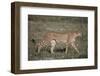 Cheetah-DLILLC-Framed Photographic Print