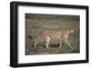 Cheetah-DLILLC-Framed Photographic Print