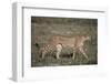 Cheetah-DLILLC-Framed Photographic Print