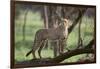 Cheetah-DLILLC-Framed Photographic Print