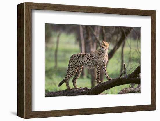 Cheetah-DLILLC-Framed Photographic Print