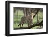 Cheetah-DLILLC-Framed Photographic Print