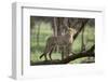 Cheetah-DLILLC-Framed Photographic Print