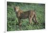 Cheetah-DLILLC-Framed Photographic Print