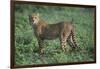 Cheetah-DLILLC-Framed Photographic Print